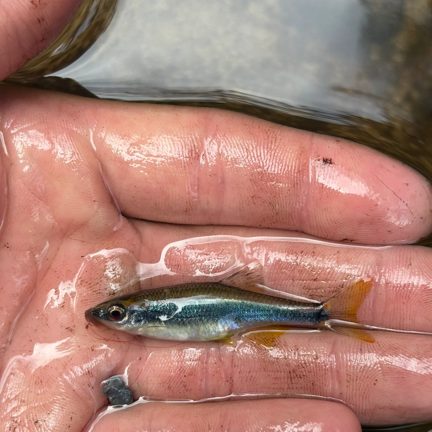The most recent Sailfin shiner catches on Fishbrain