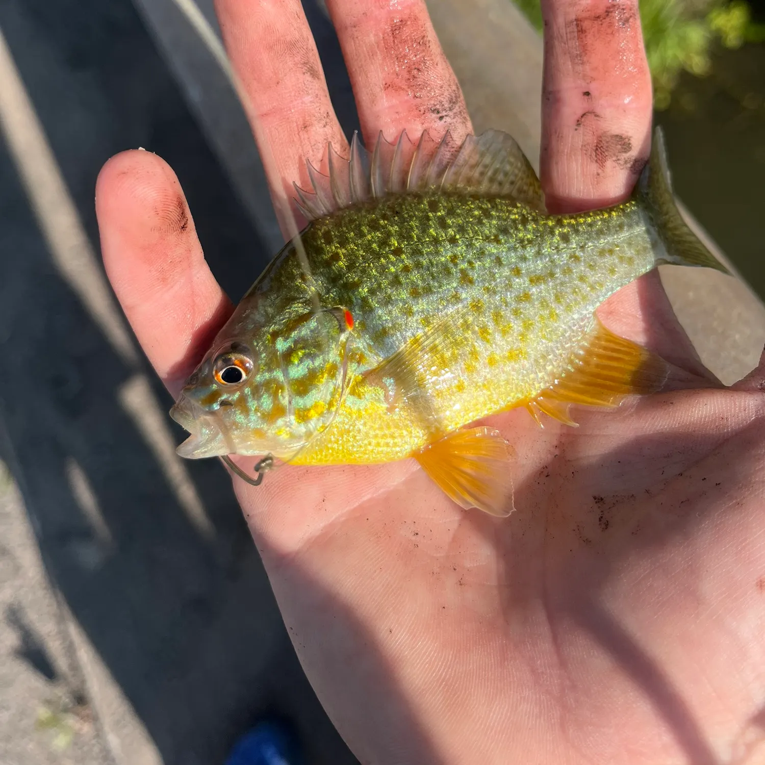 The most recent Pumpkingill hybrid catches on Fishbrain