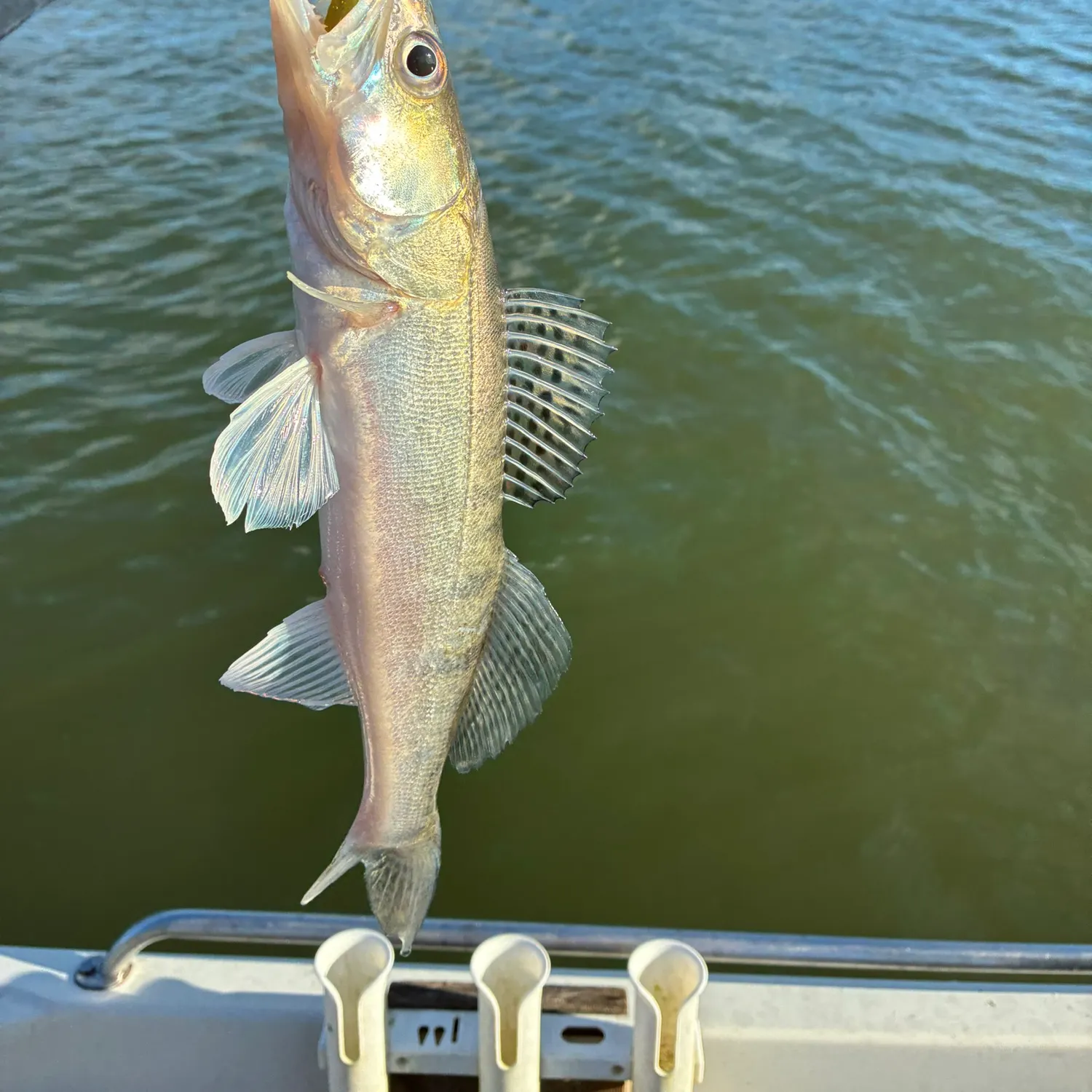 Zander caught on Fishbrain