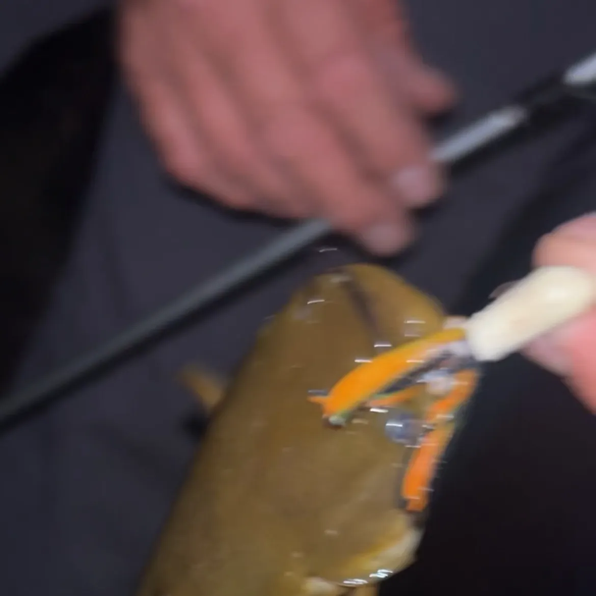 Brown bullhead caught on Fishbrain