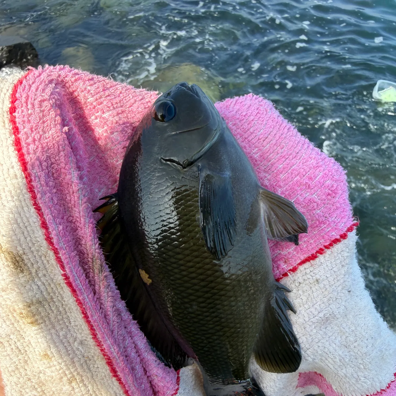 Opaleye caught on Fishbrain