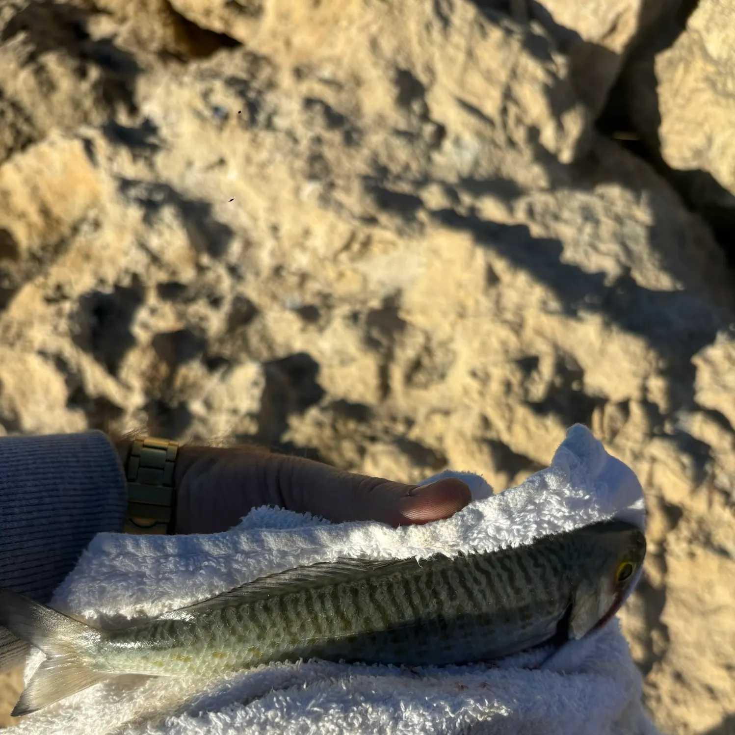 The most recent Australian ruff catches on Fishbrain