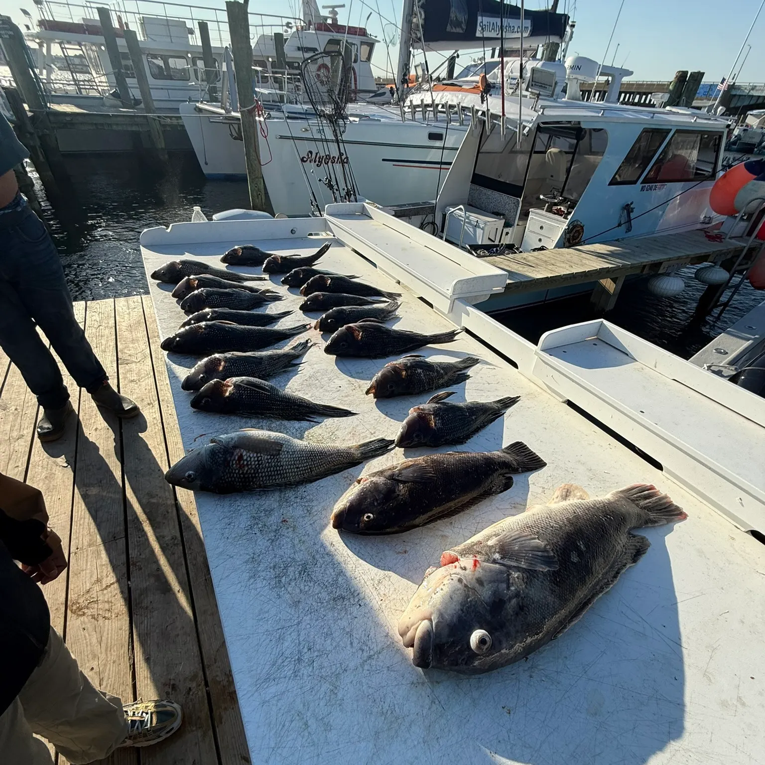 The most recent Tautog catches on Fishbrain