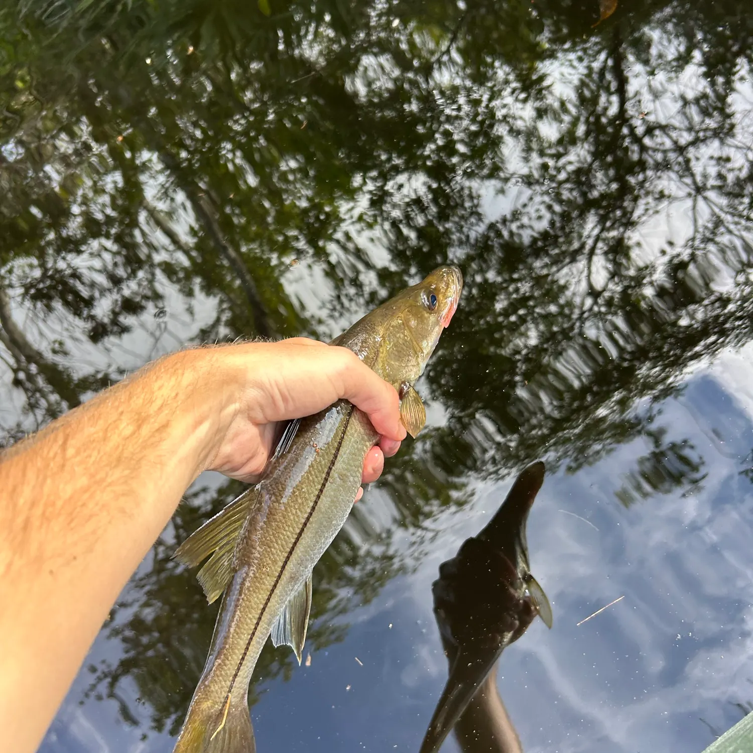 Common snook caught on Fishbrain