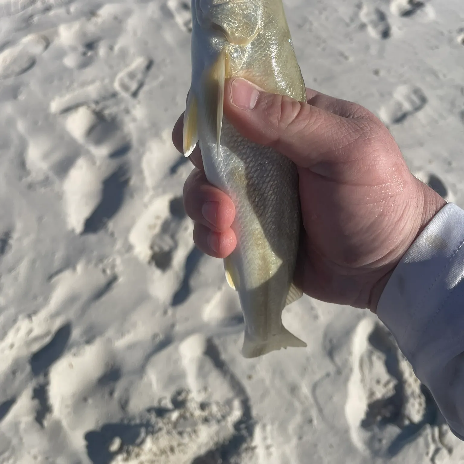 The most recent Atlantic croaker catches on Fishbrain