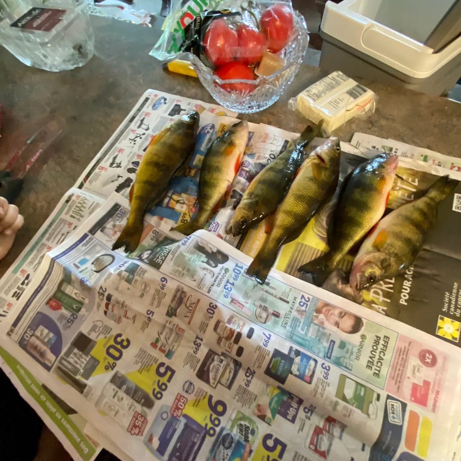 recently logged catches