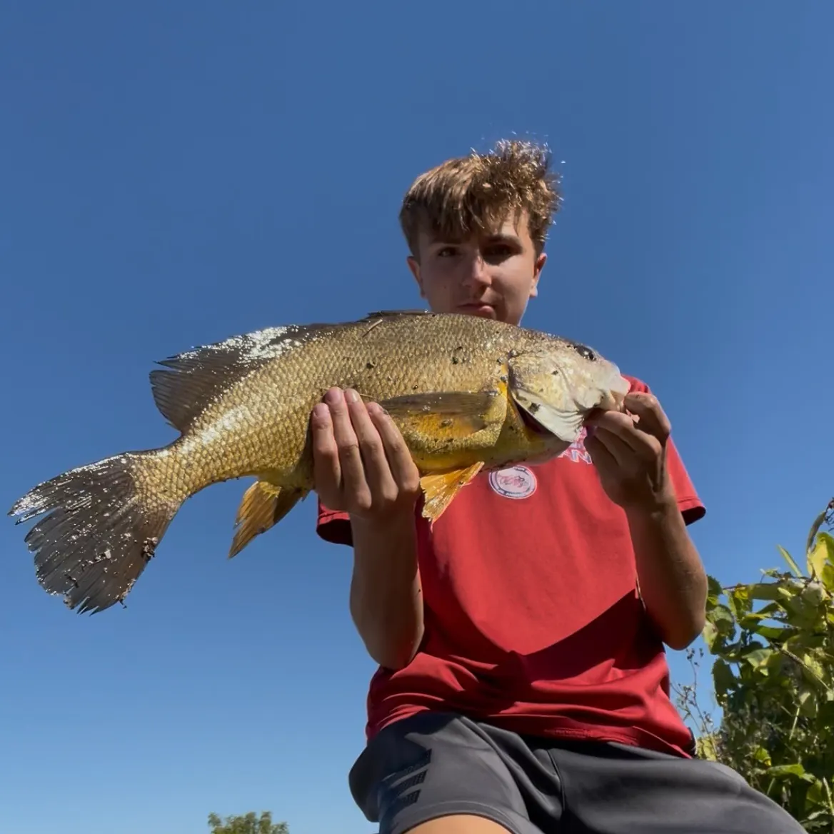 Freshwater drum caught on Fishbrain
