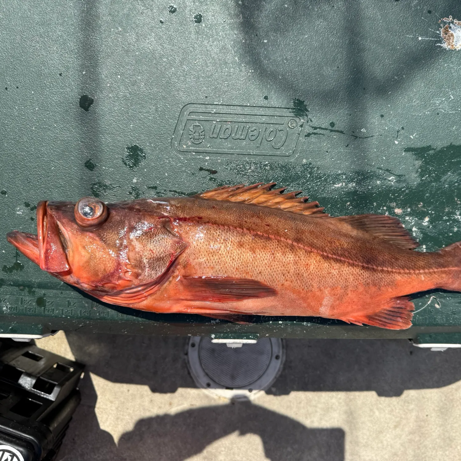 The most recent Bocaccio rockfish catches on Fishbrain