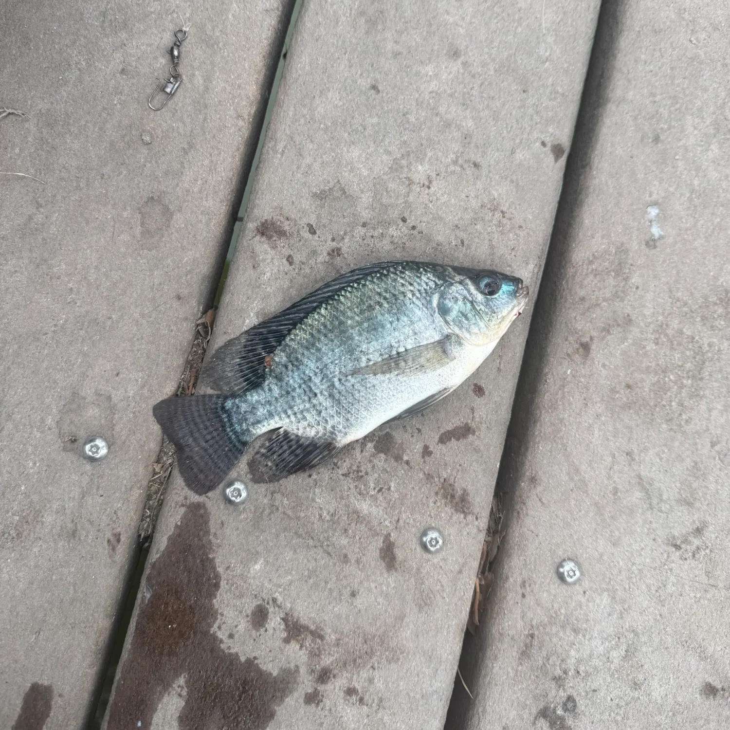 Blue tilapia caught on Fishbrain