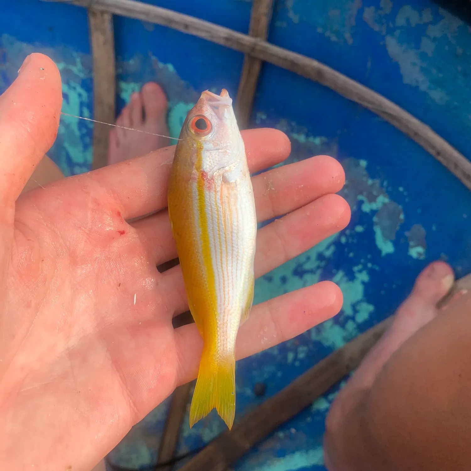 The most recent Bigeye snapper catches on Fishbrain