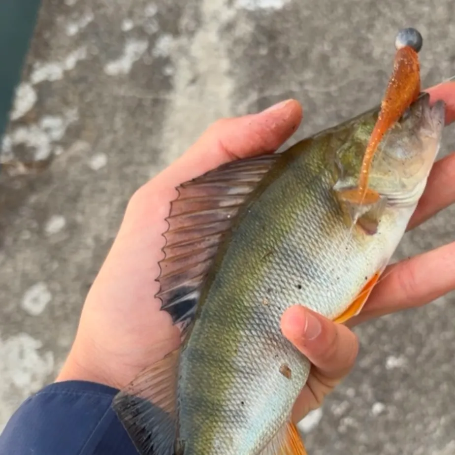 European perch caught on Fishbrain