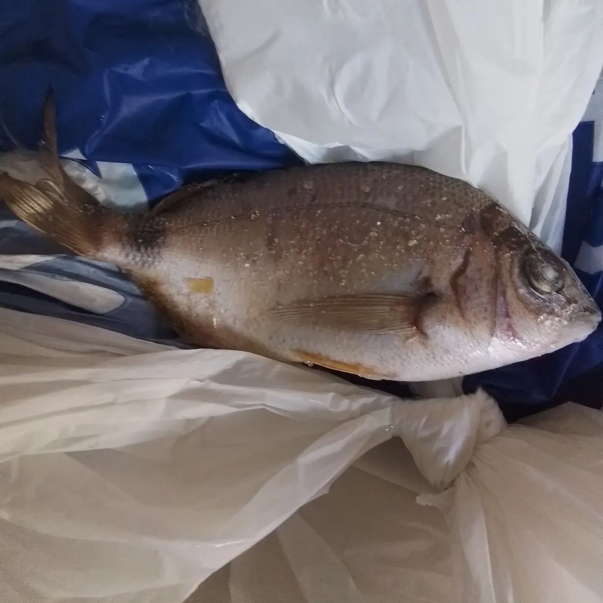 The most recent Annular seabream catches on Fishbrain