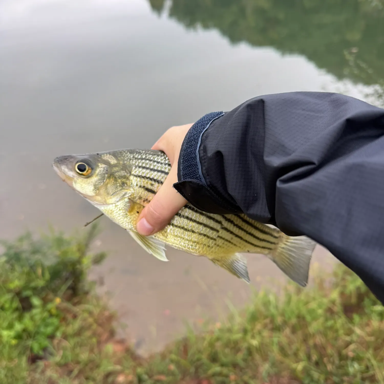The most recent Yellow bass catches on Fishbrain