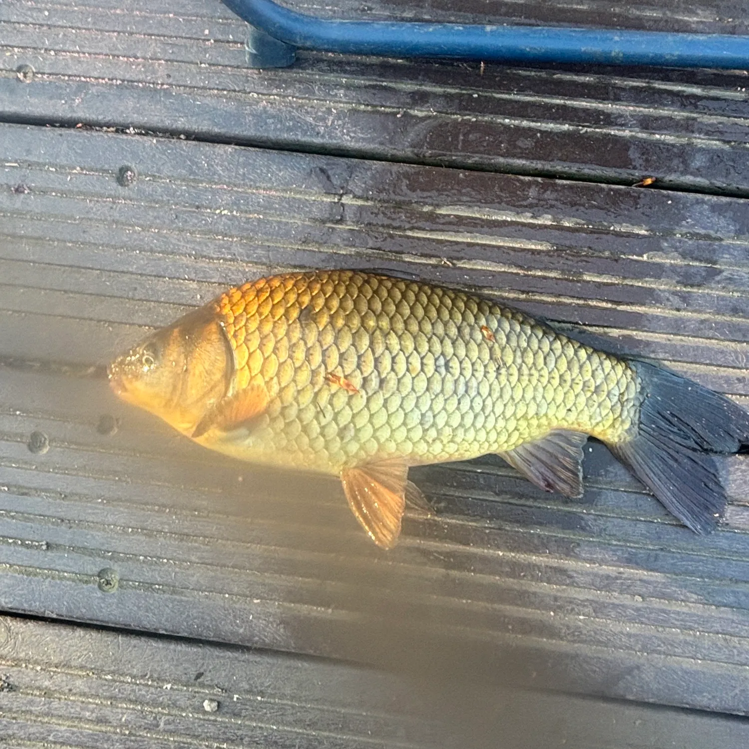 The most recent Crucian carp catches on Fishbrain