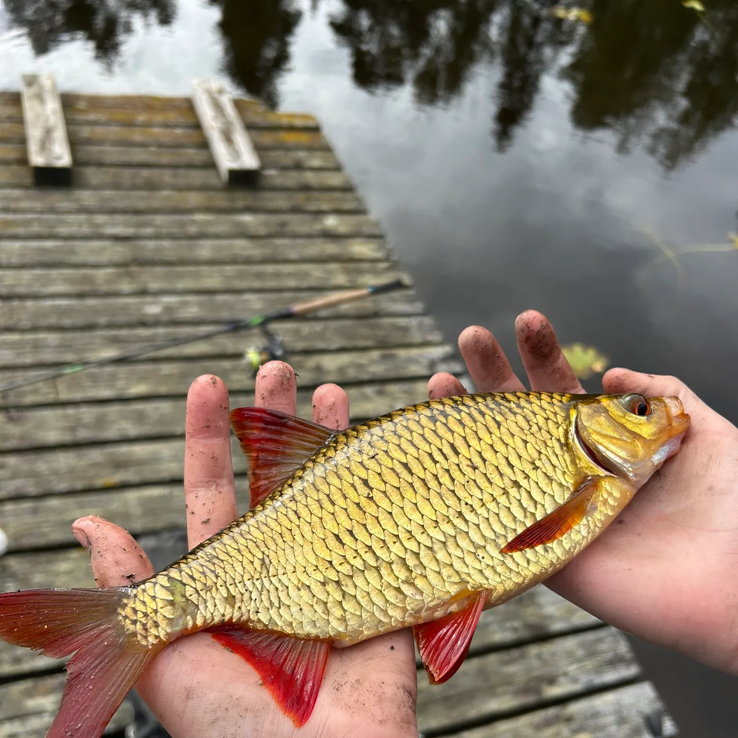 Common rudd caught on Fishbrain