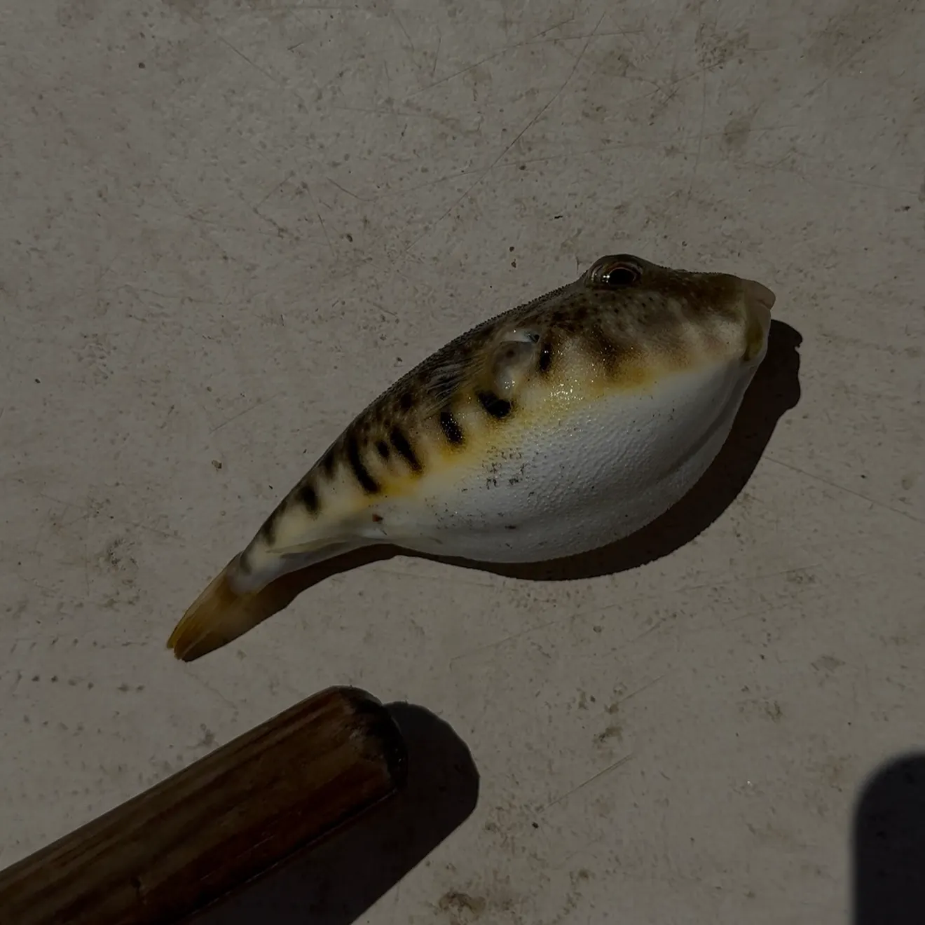 The most recent Oceanic puffer catches on Fishbrain