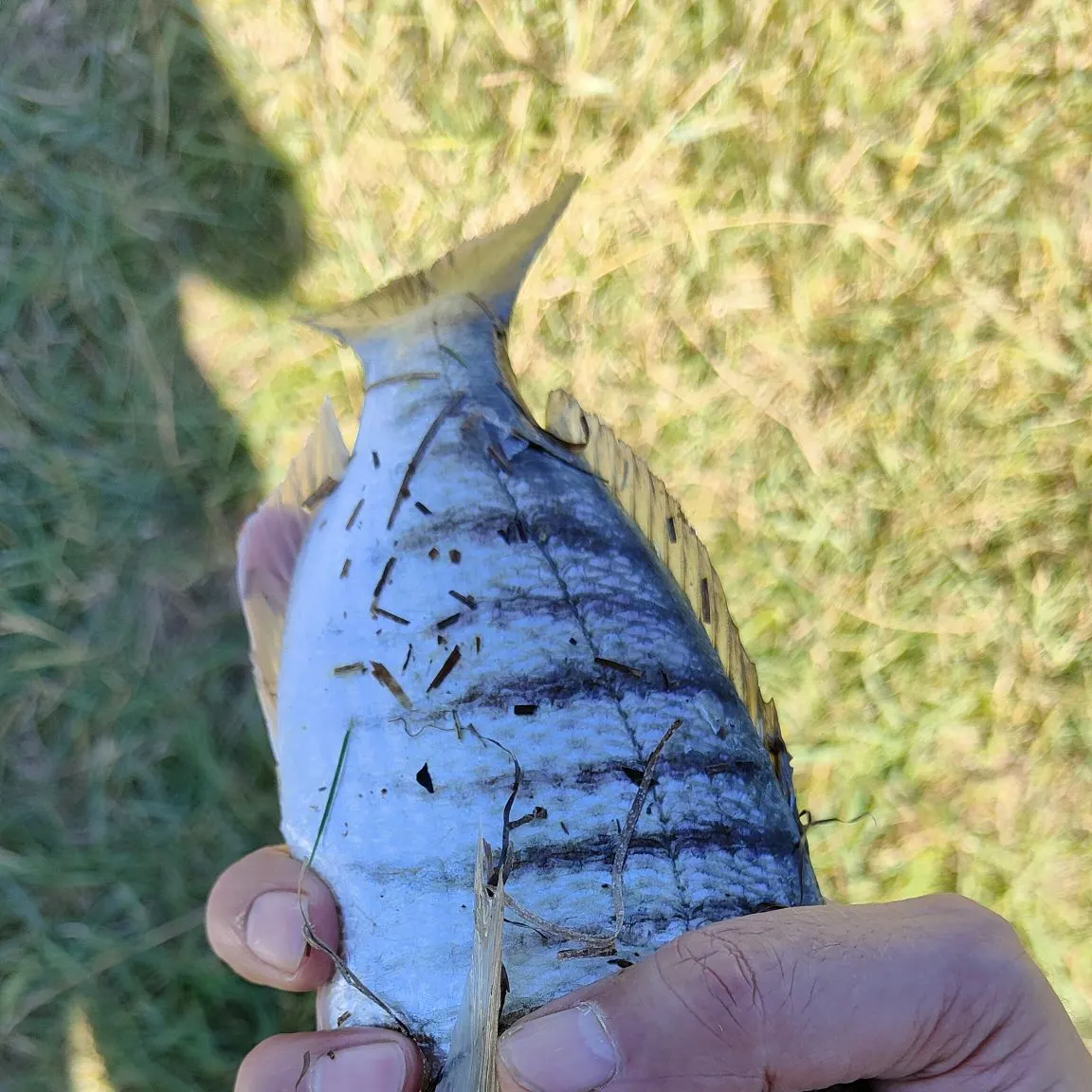 The most recent Striped seabream catches on Fishbrain