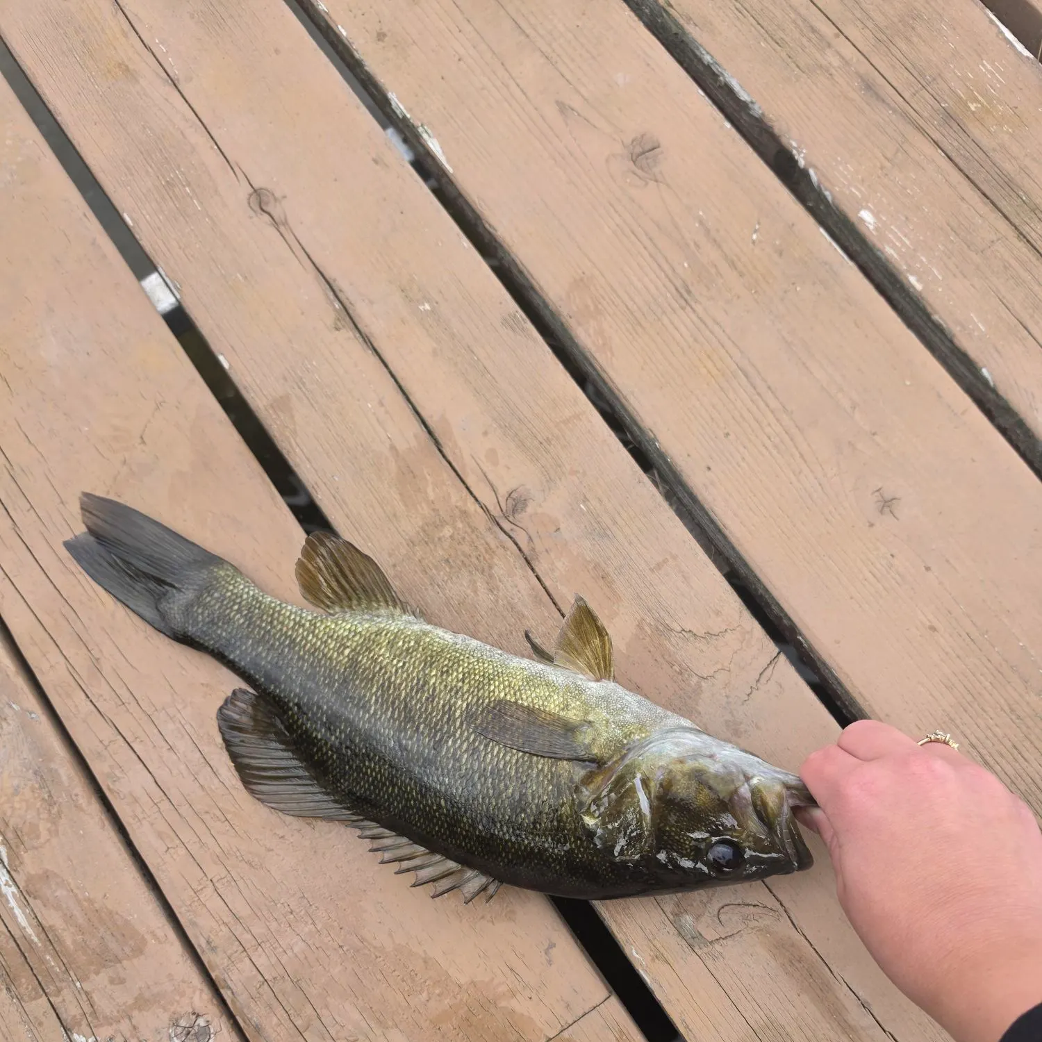 Smallmouth bass caught on Fishbrain