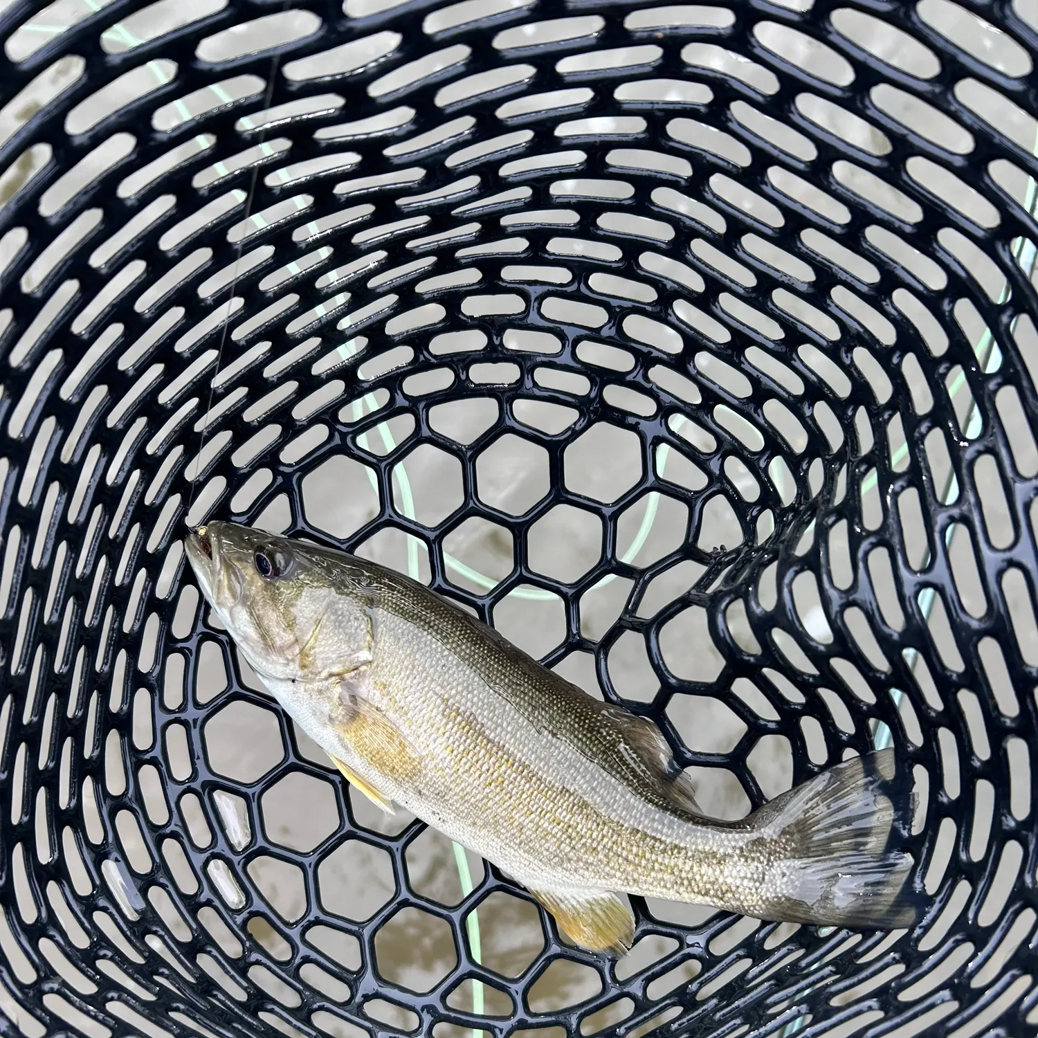 Smallmouth bass caught on Fishbrain
