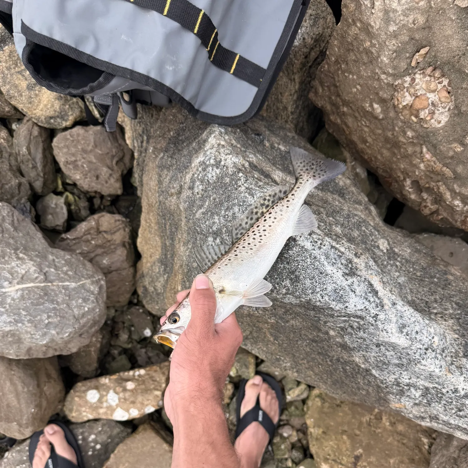 Spotted seatrout caught on Fishbrain