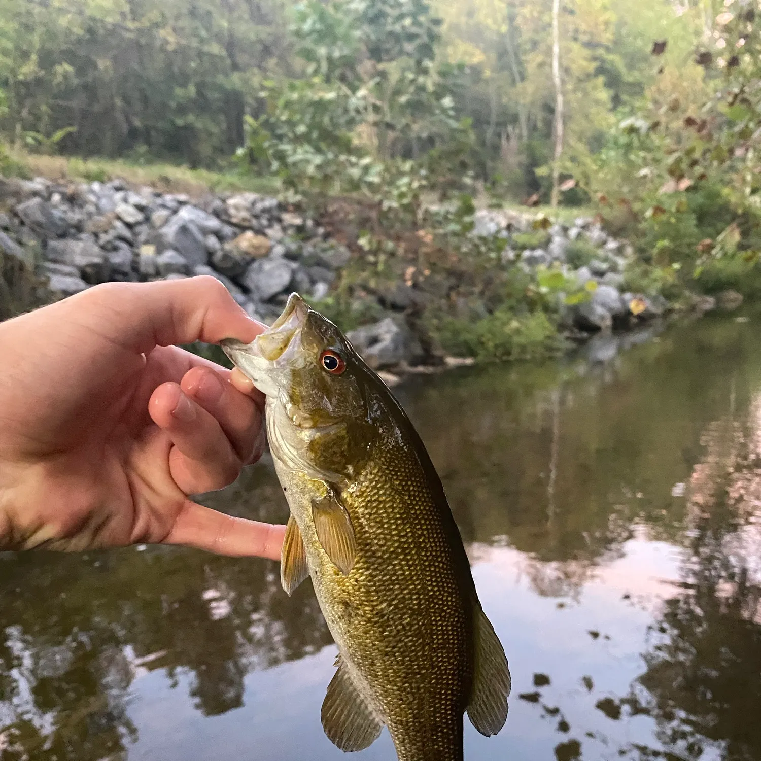 Smallmouth bass caught on Fishbrain