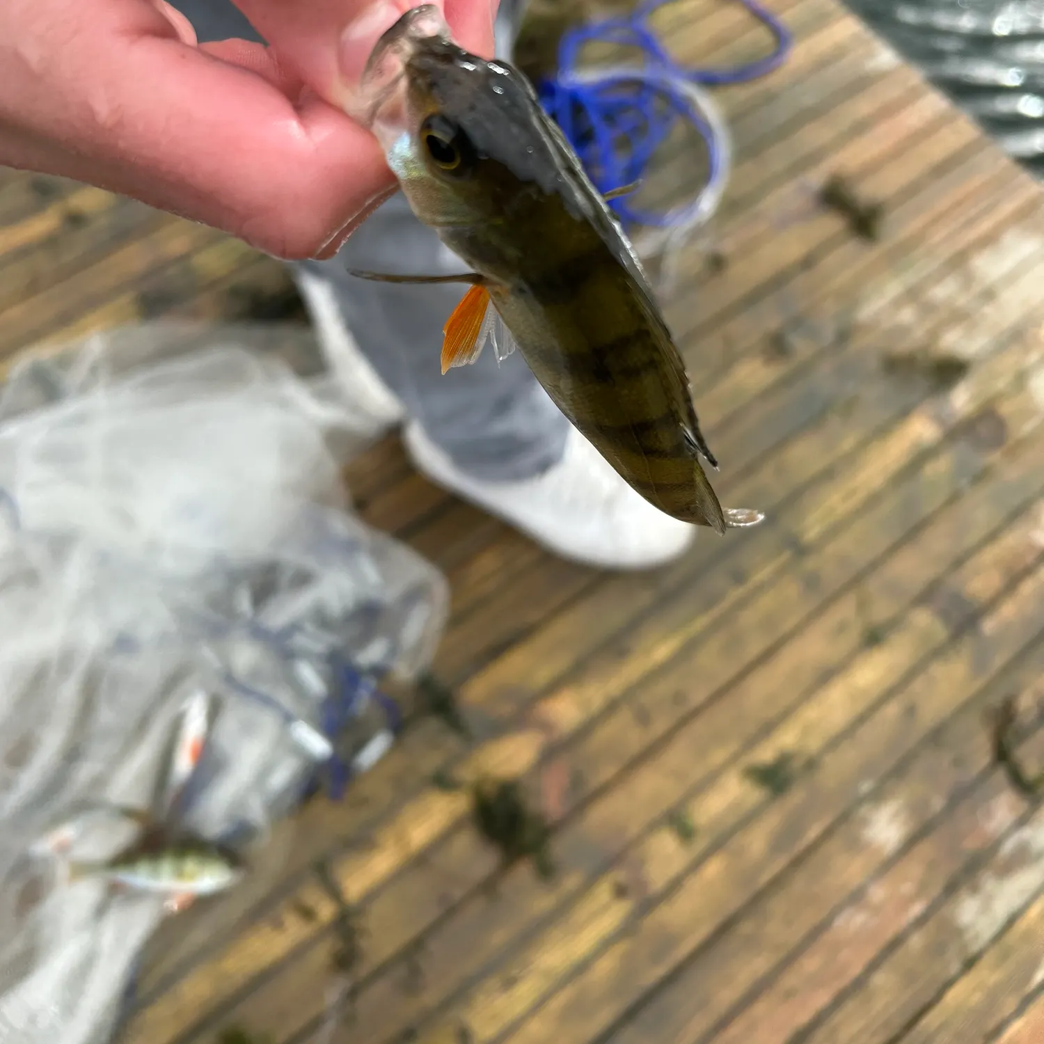 Fish caught on Fishbrain