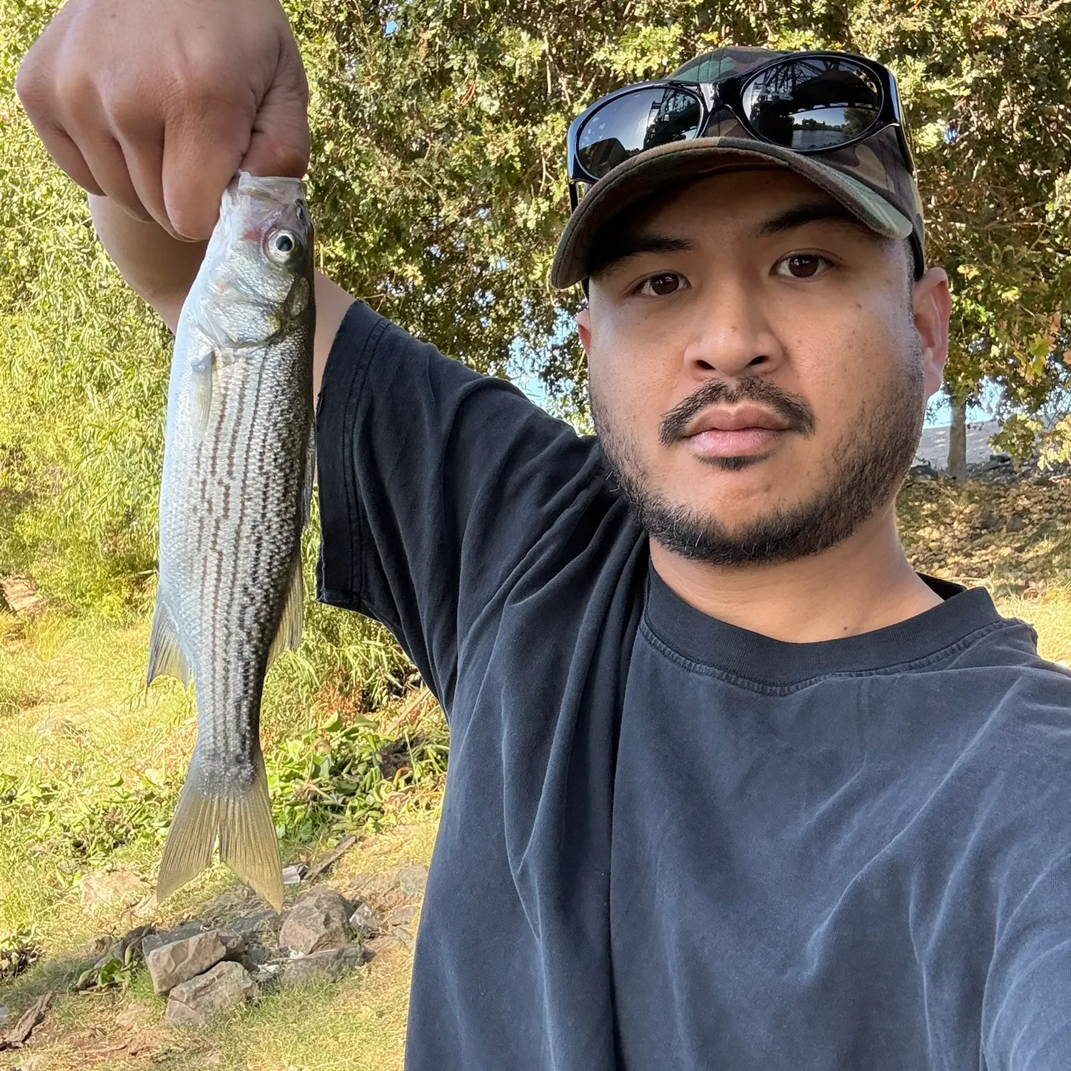 Striped bass caught on Fishbrain