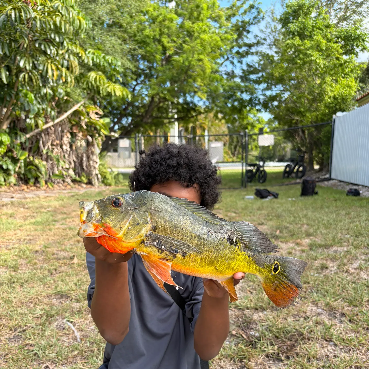 The most recent Speckled peacock bass catches on Fishbrain