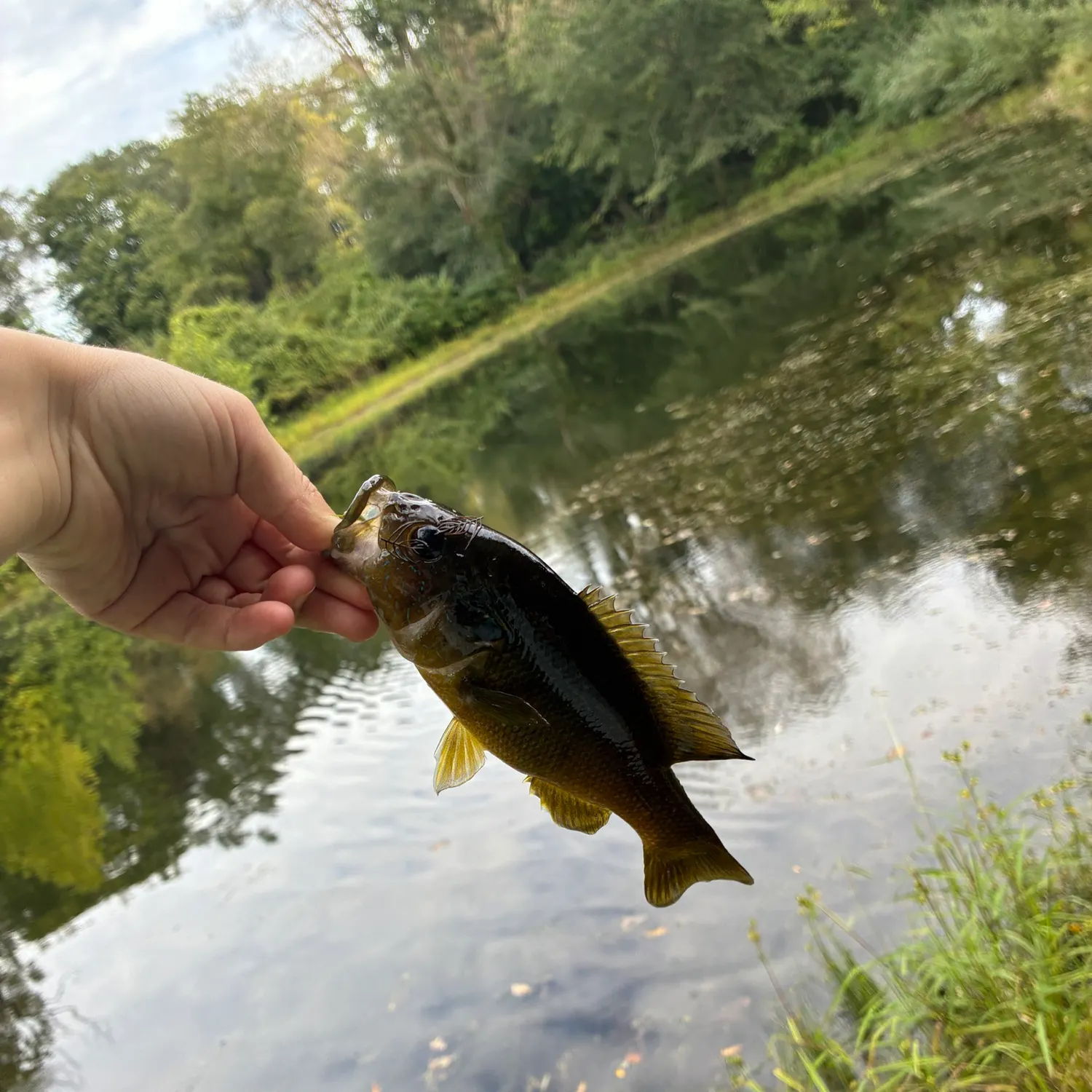 Bluegill caught on Fishbrain