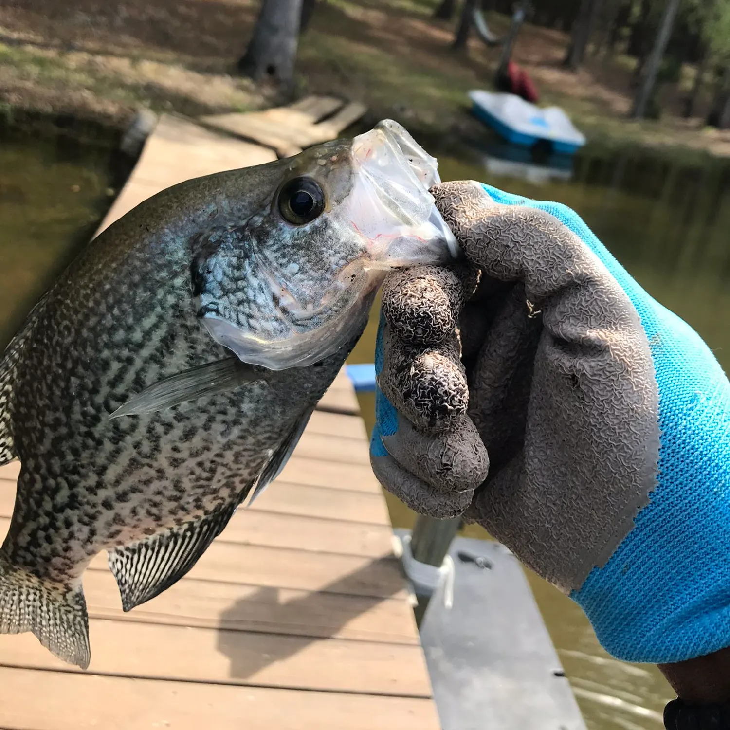 angler catch