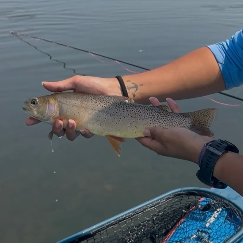 The most recent Yellowstone cutthroat trout catches on Fishbrain