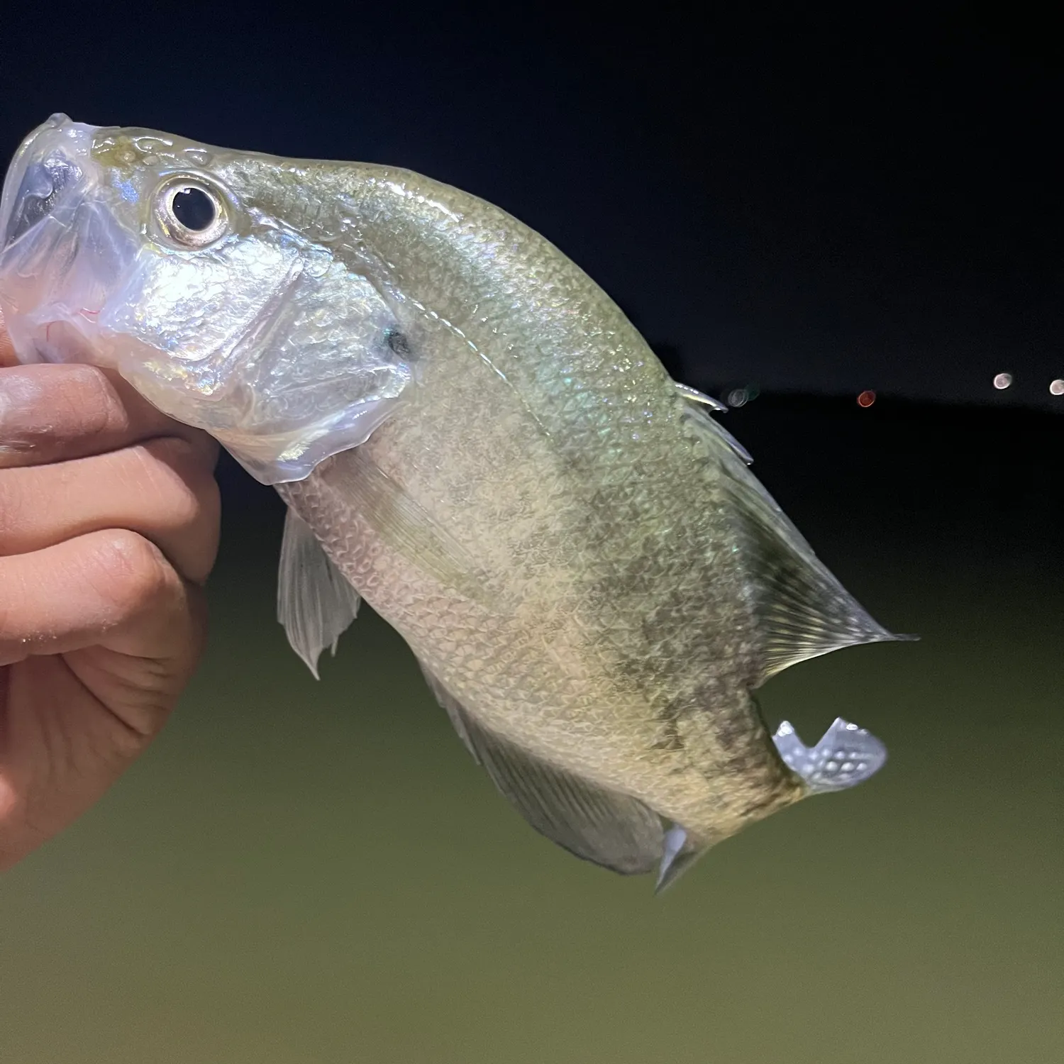 White crappie caught on Fishbrain