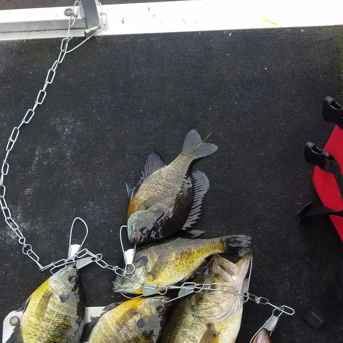 recently logged catches