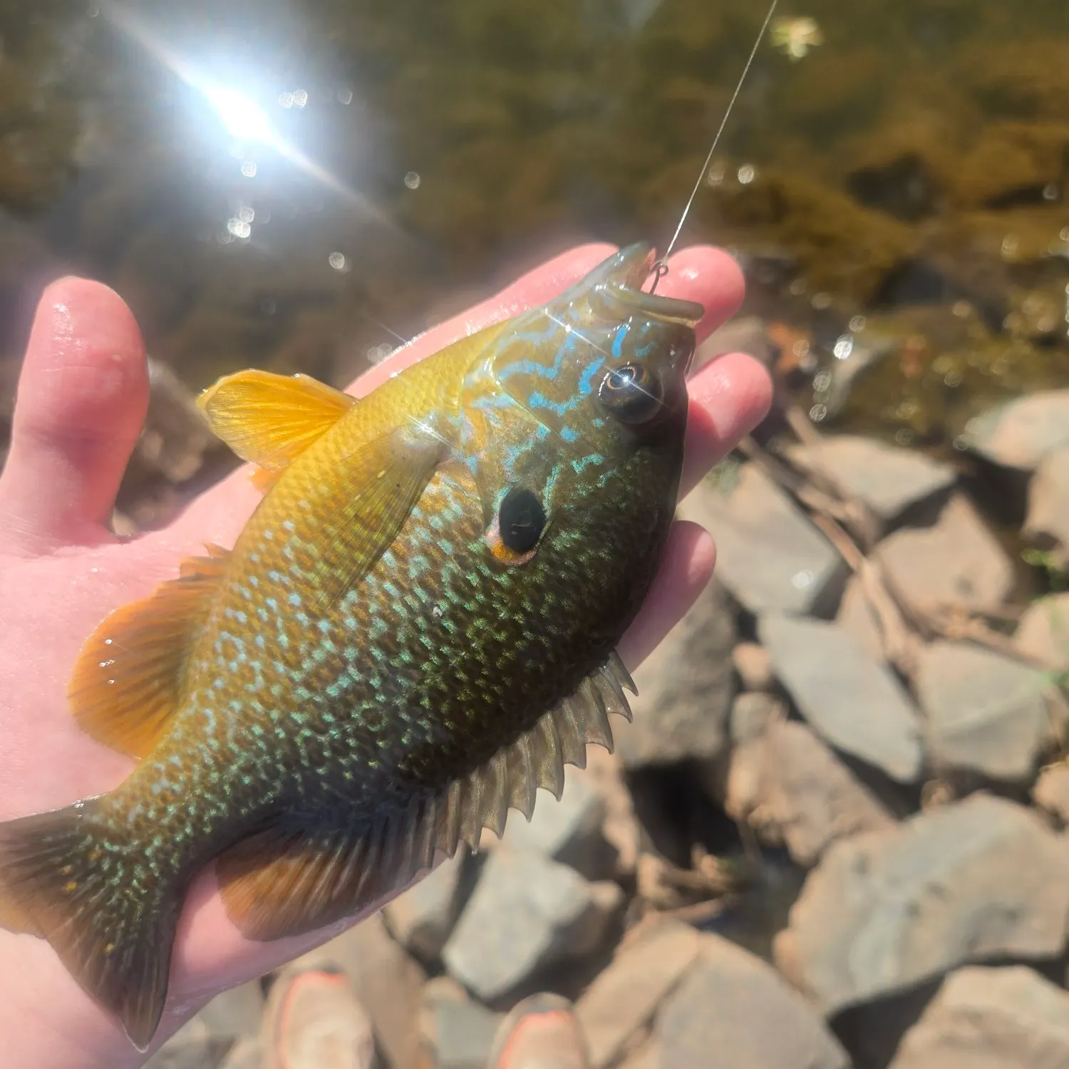 Pumpkinseed caught on Fishbrain