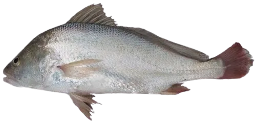 Soldier croaker