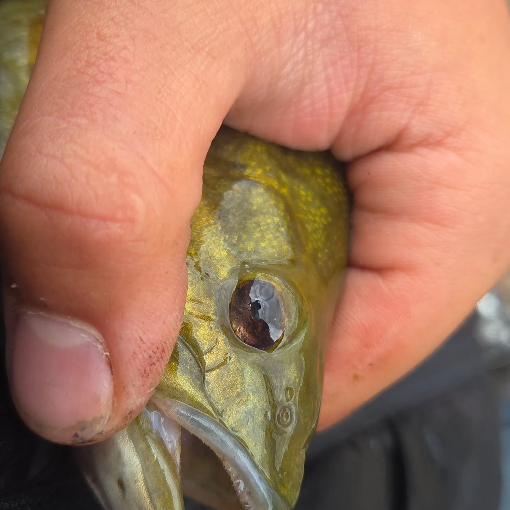 Smallmouth bass caught on Fishbrain