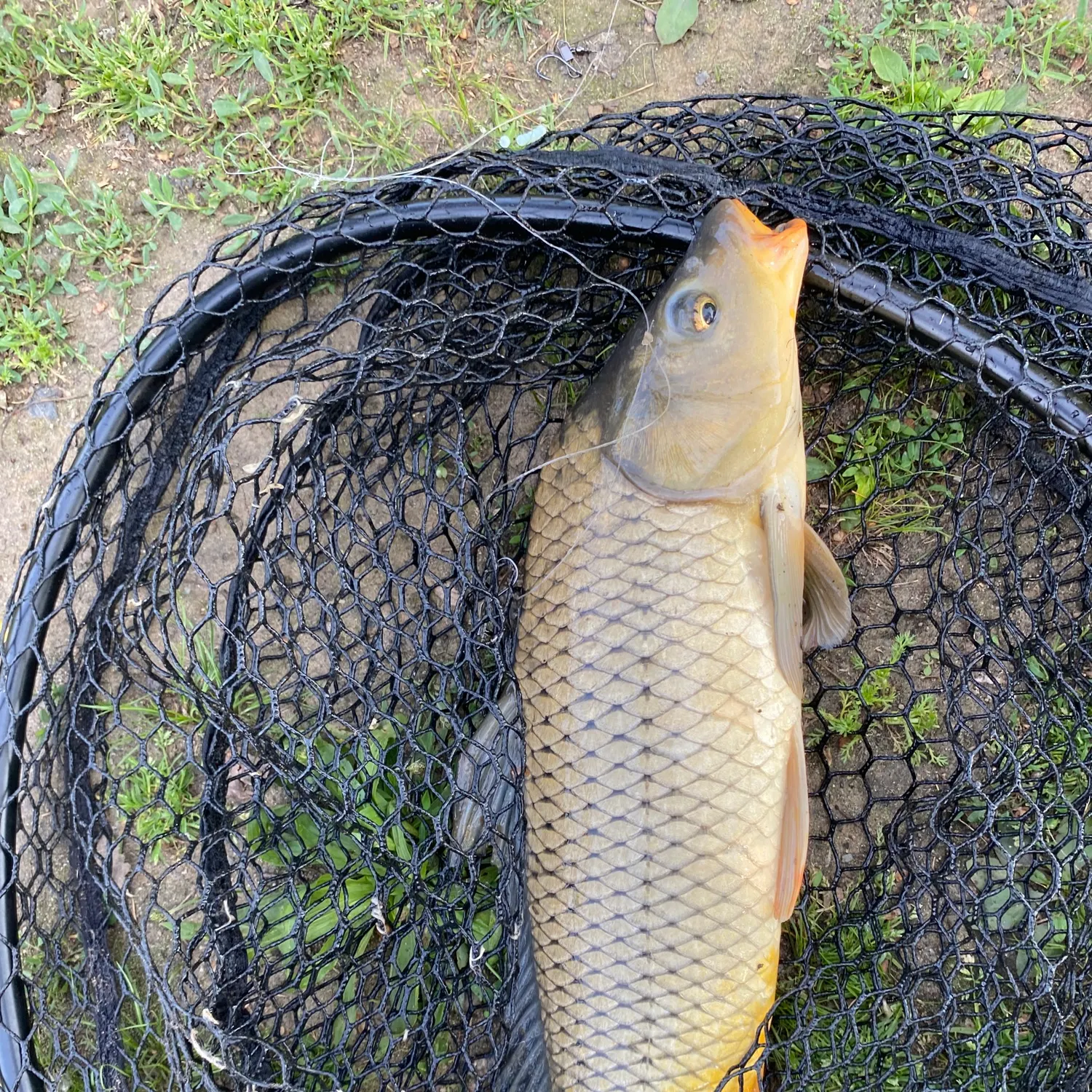 most liked catch image