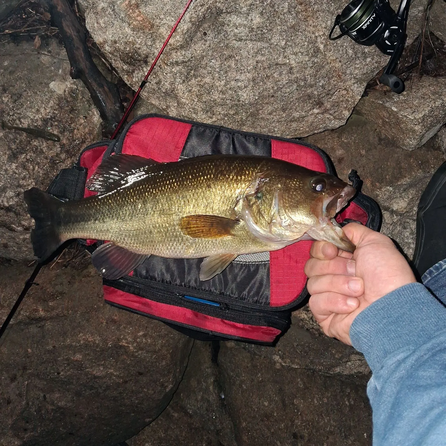 Largemouth bass caught on Fishbrain