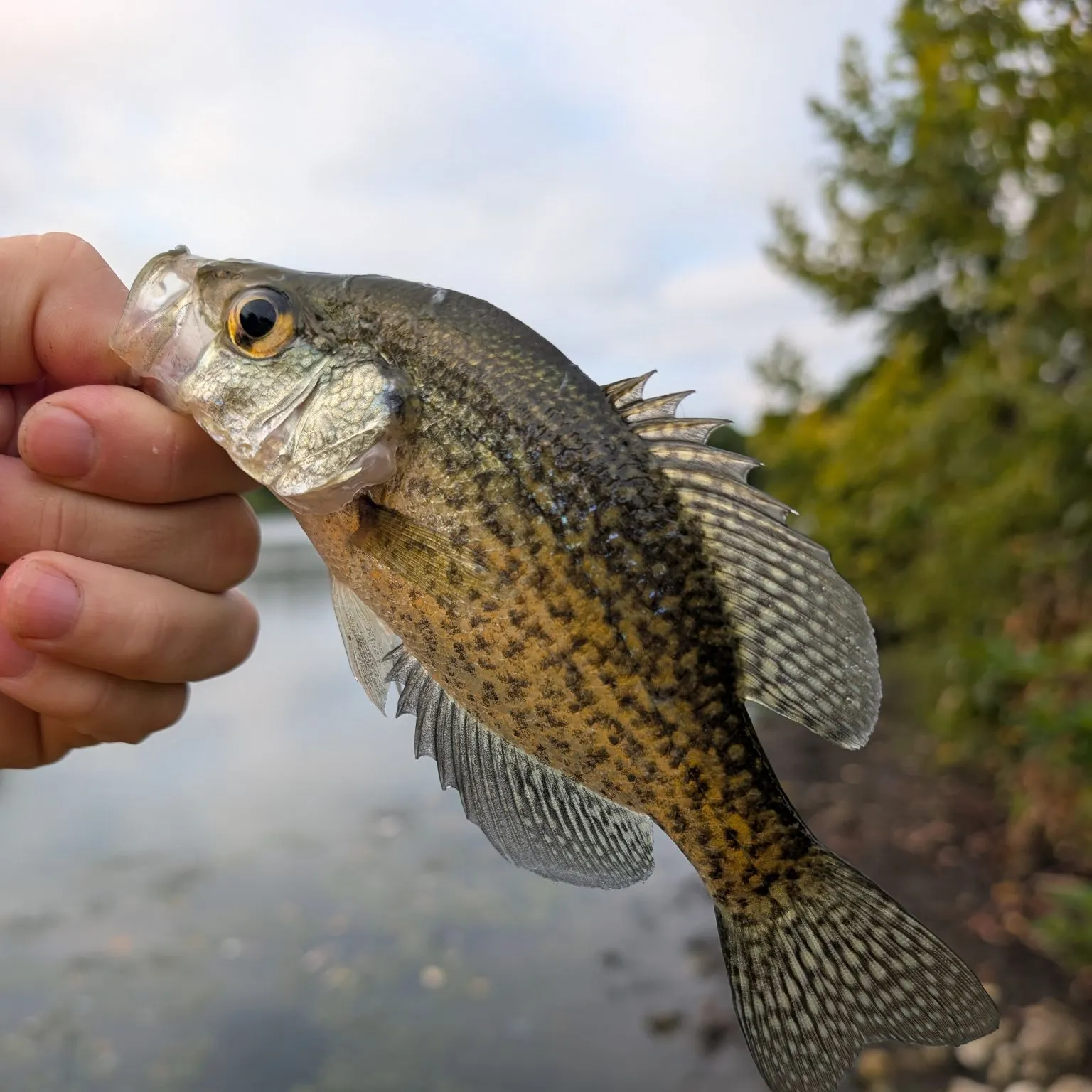 Black crappie caught on Fishbrain