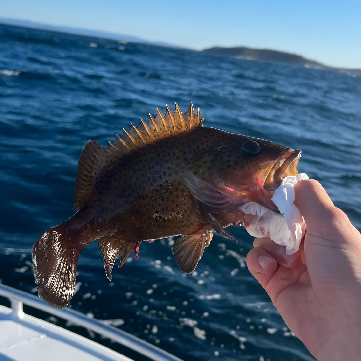 The most recent Eastern wirrah catches on Fishbrain