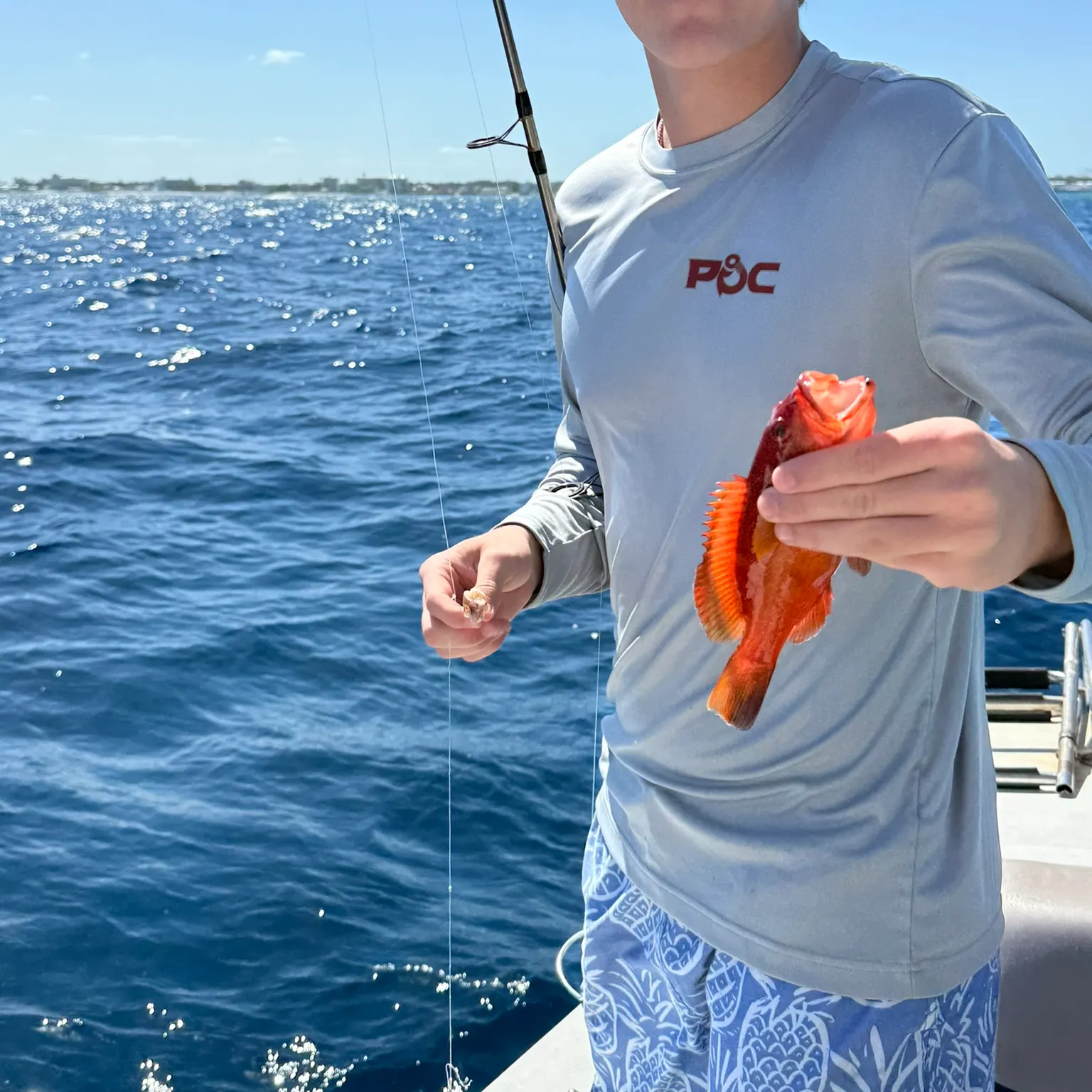 The most recent Strawberry hind catches on Fishbrain