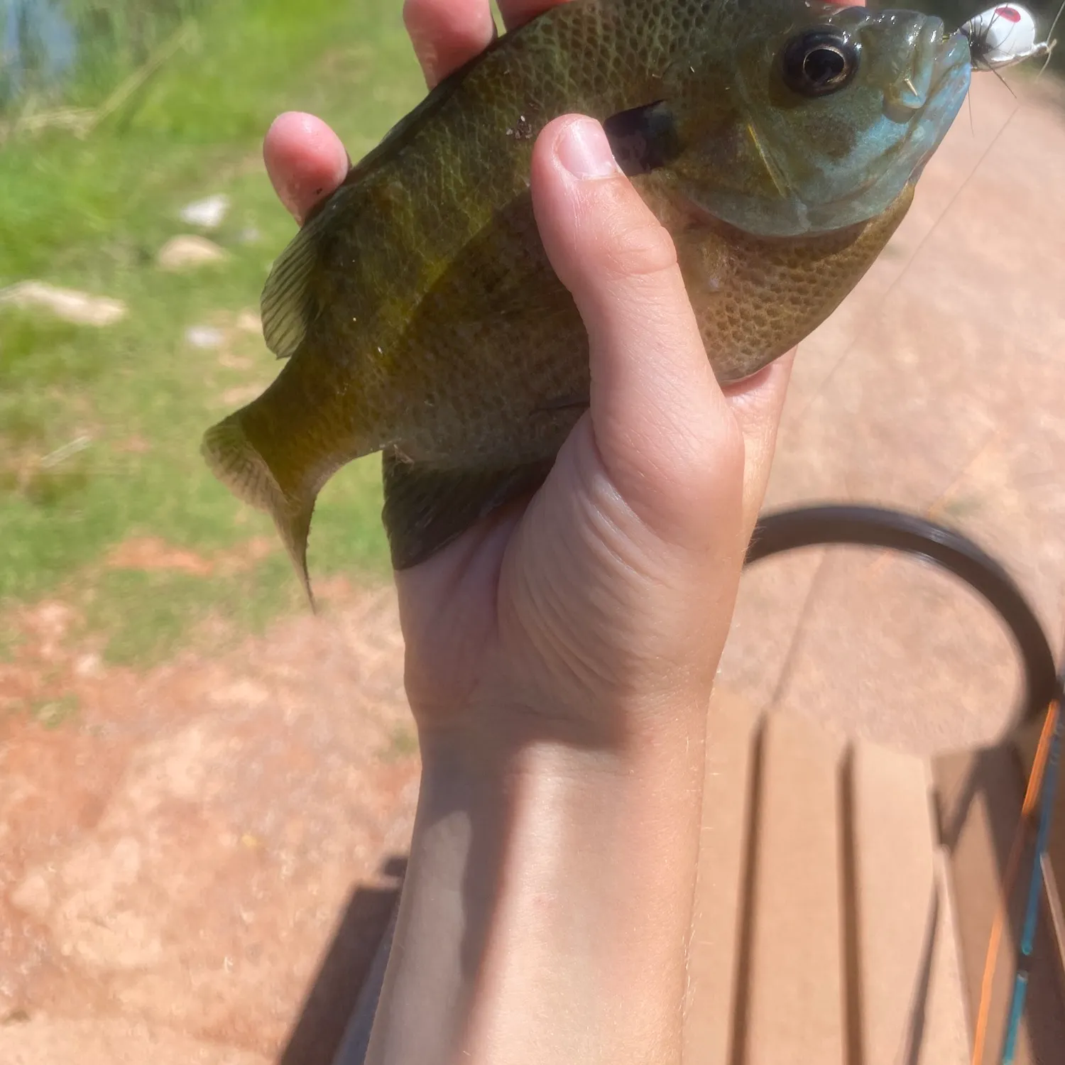 Bluegill caught on Fishbrain