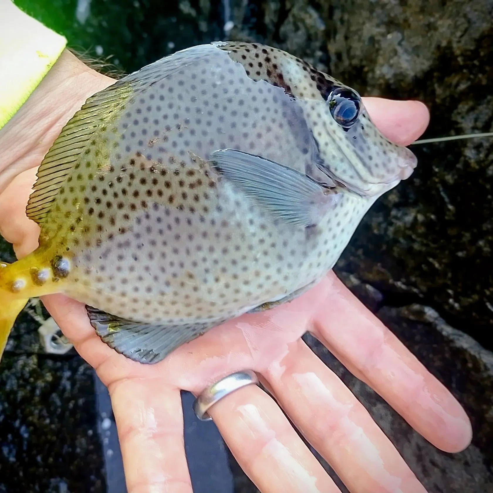 The most recent Whitebar surgeonfish catches on Fishbrain