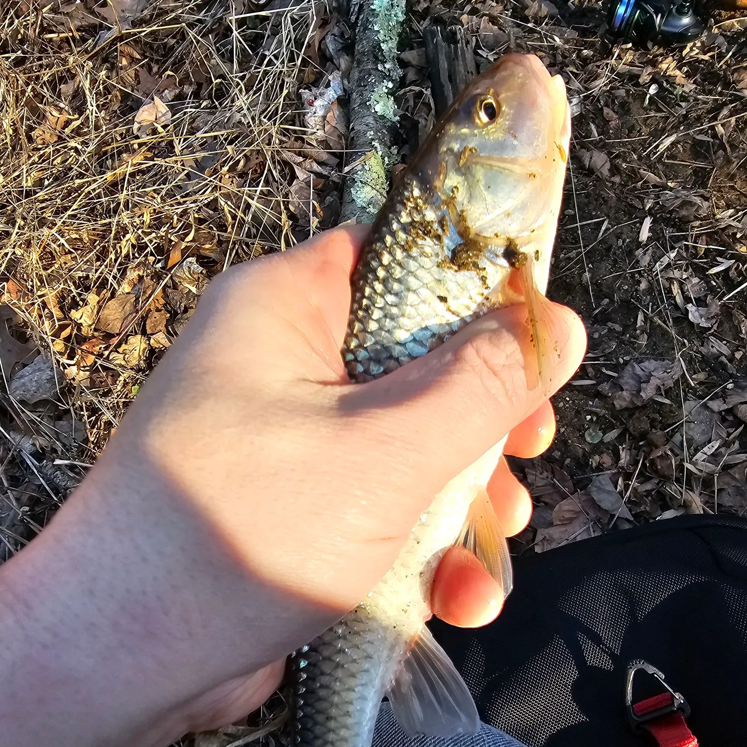 The most recent Fallfish catches on Fishbrain