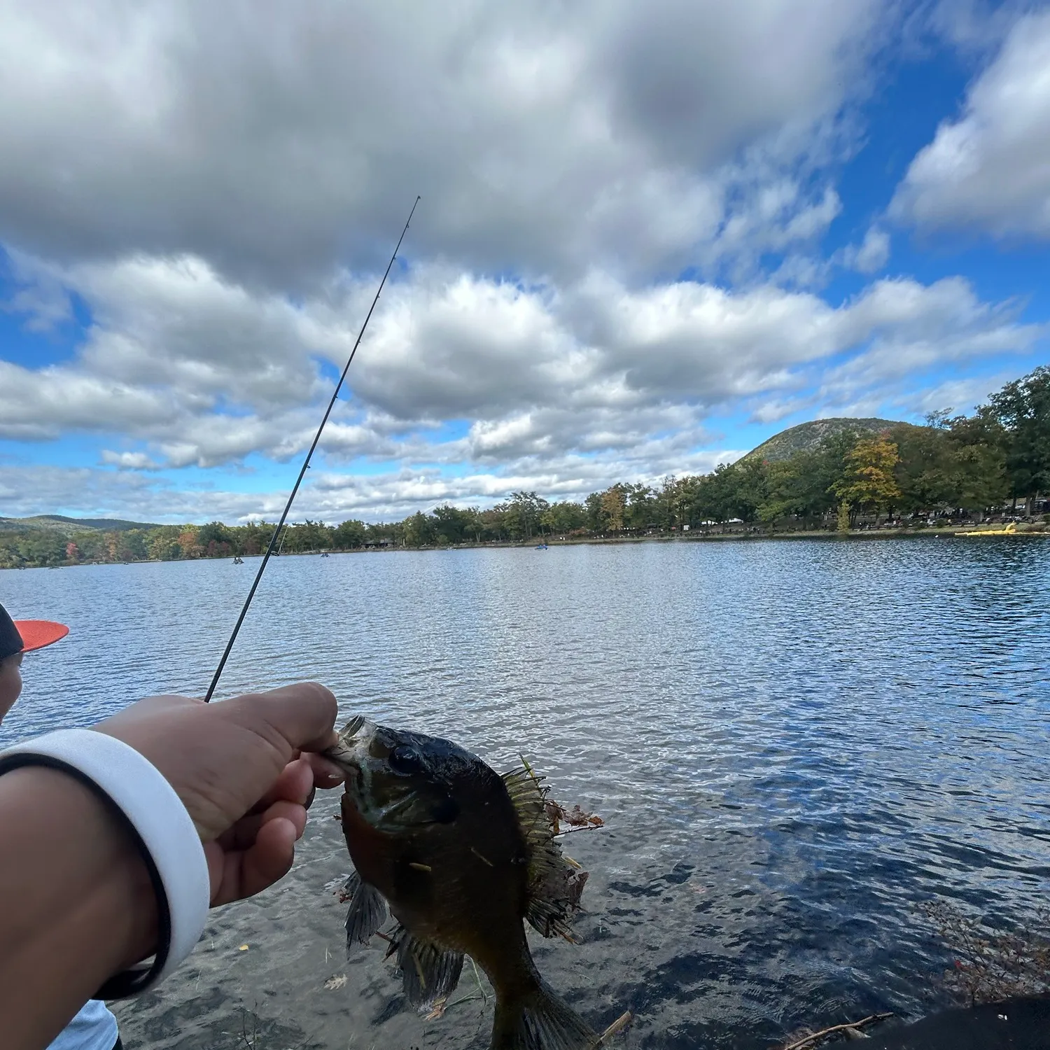 Bluegill caught on Fishbrain
