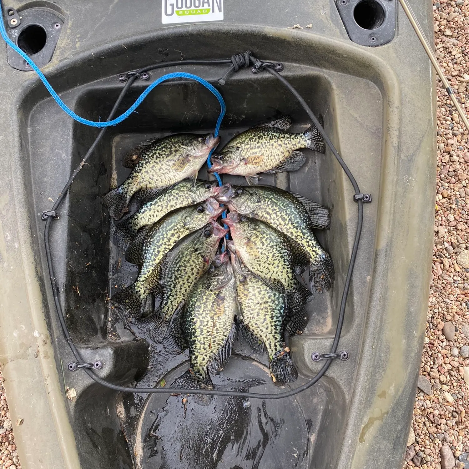 recently logged catches