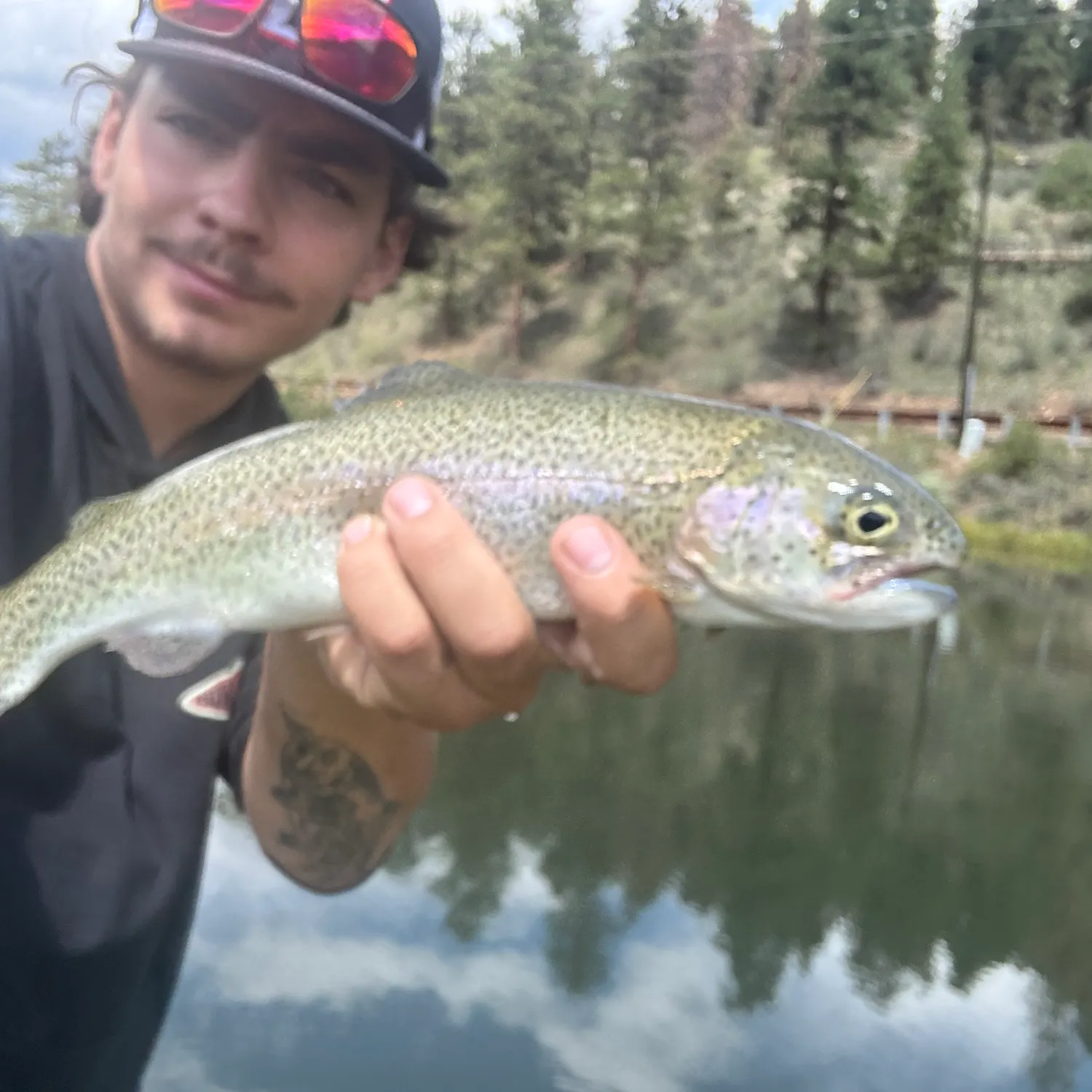 Rainbow trout caught on Fishbrain