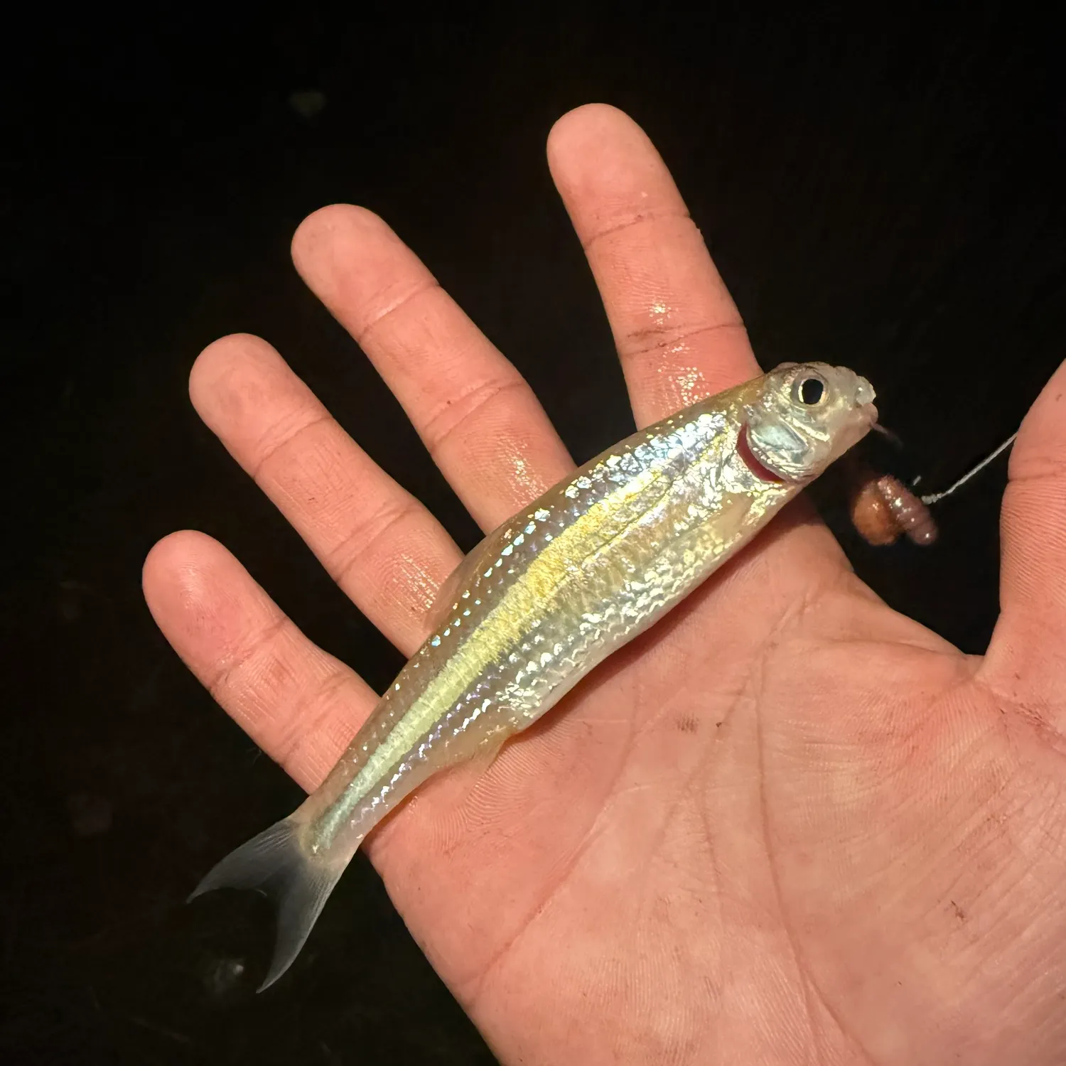 The most recent Inland silverside catches on Fishbrain