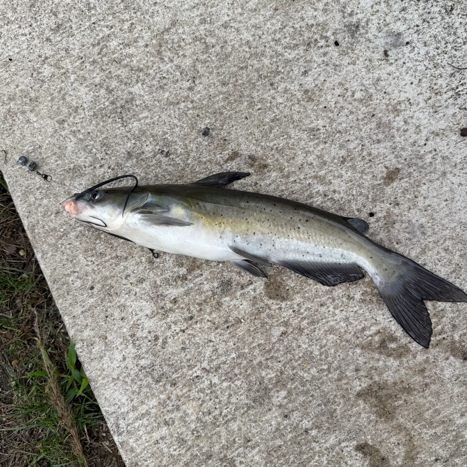 Channel catfish caught on Fishbrain