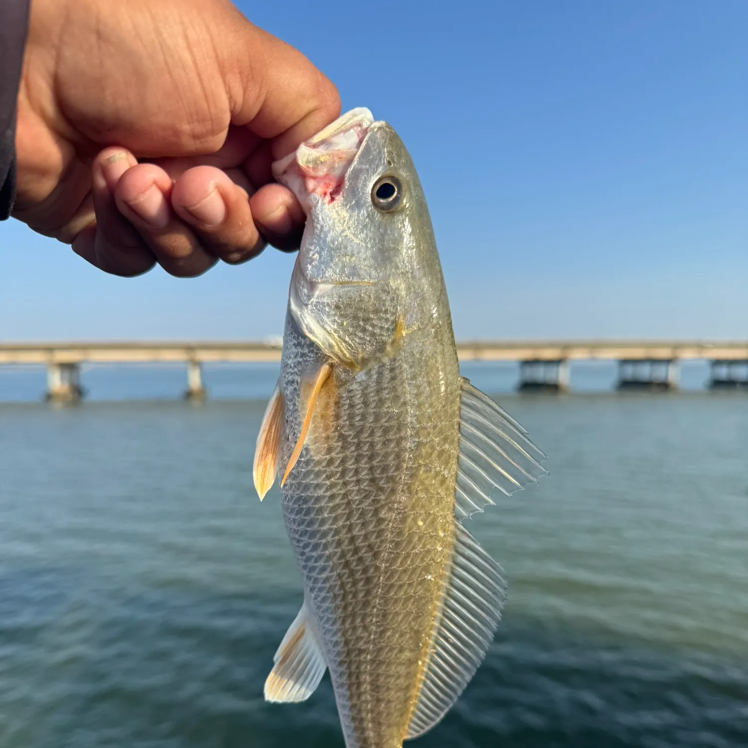 Red drum caught on Fishbrain